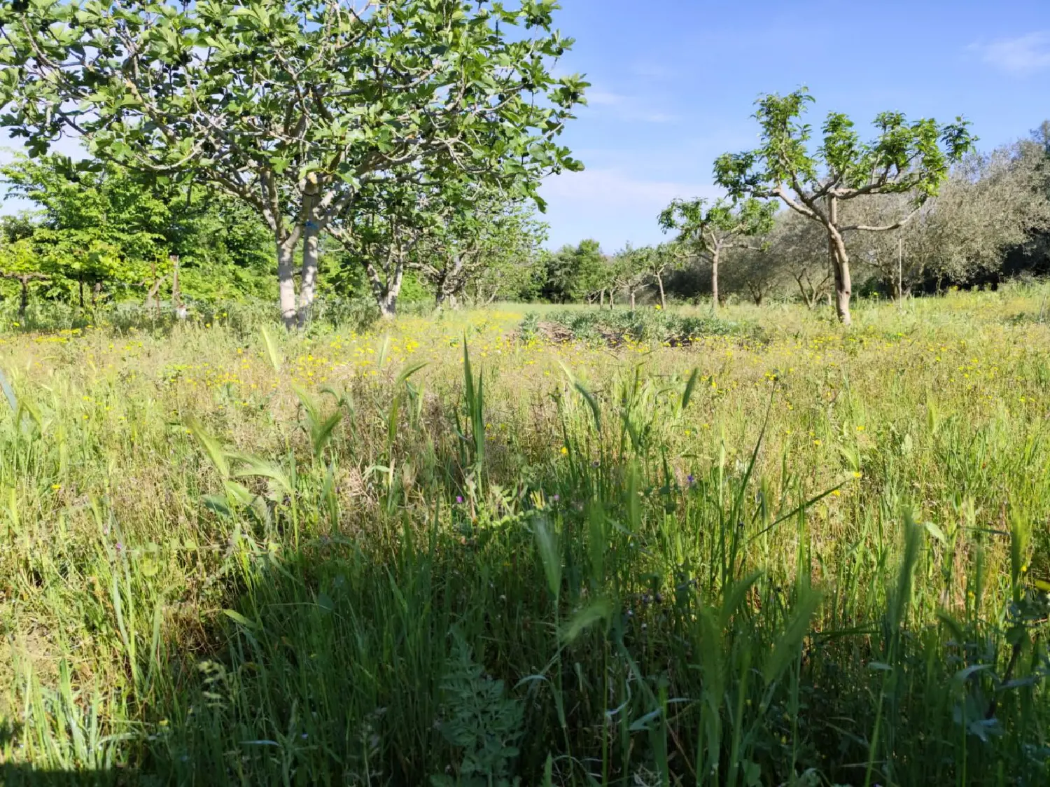  for sale terrain Montagnac Hérault 4