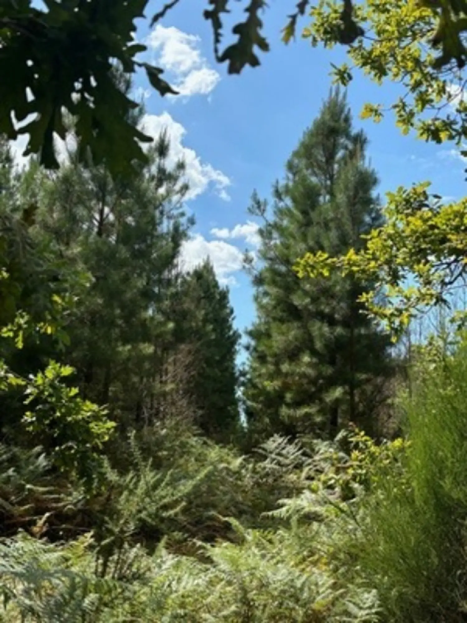  te koop terrein Saint-Paul-lès-Dax Landes 1