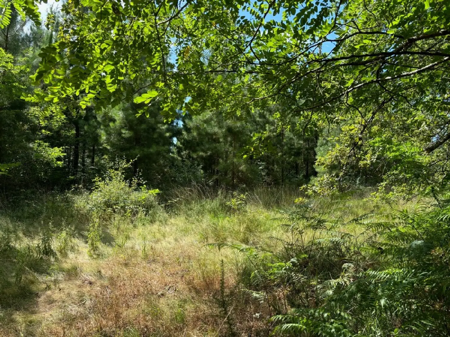  te koop terrein Saint-Paul-lès-Dax Landes 1