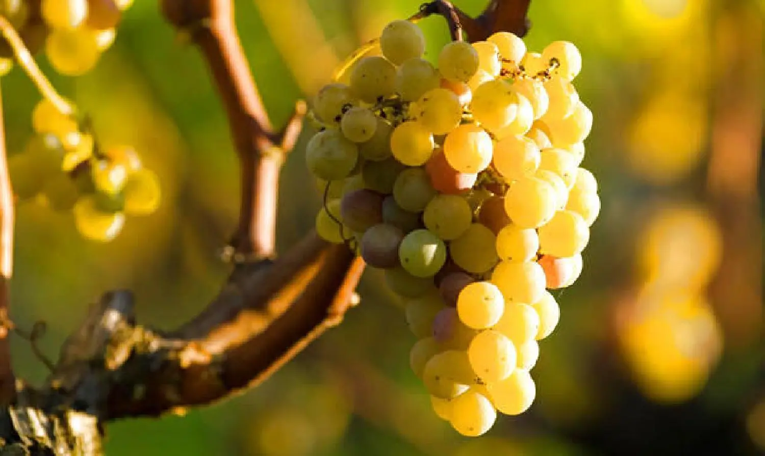  te koop terrein Sauternes Gironde 3