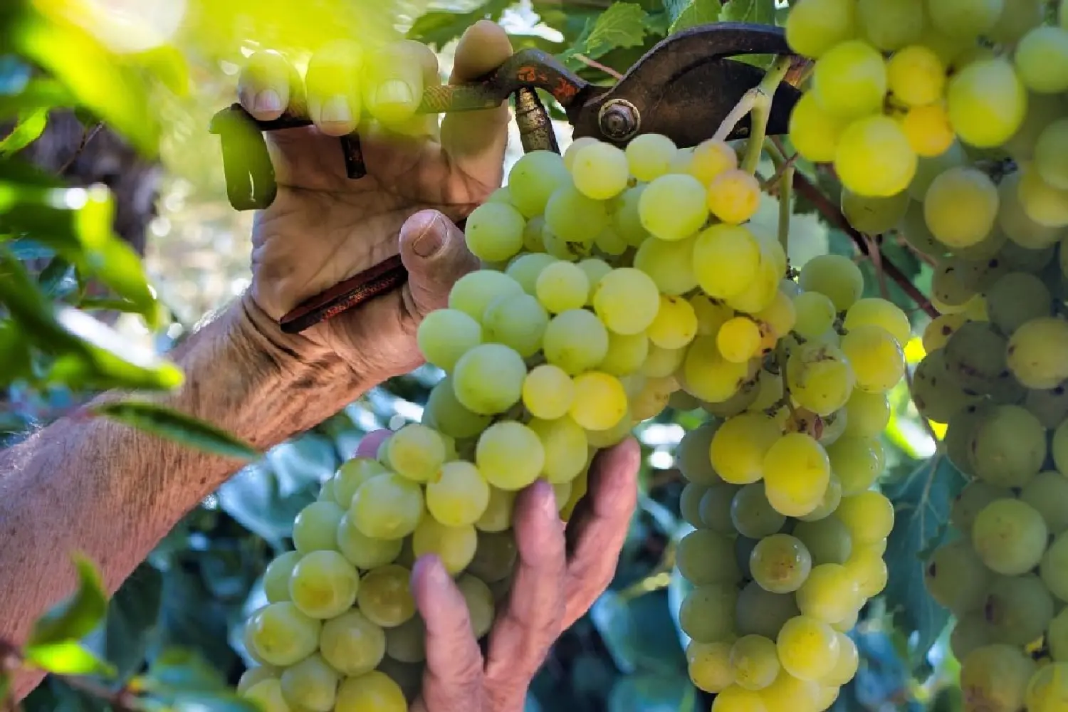  te koop terrein Sauternes Gironde 4