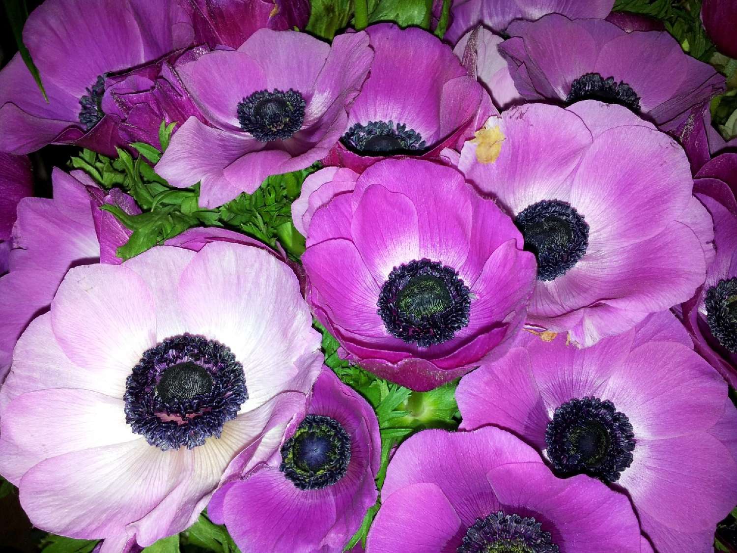 te koop bedrijfsruimte/ kantoor La Queue-en-Brie Val-de-Marne 1