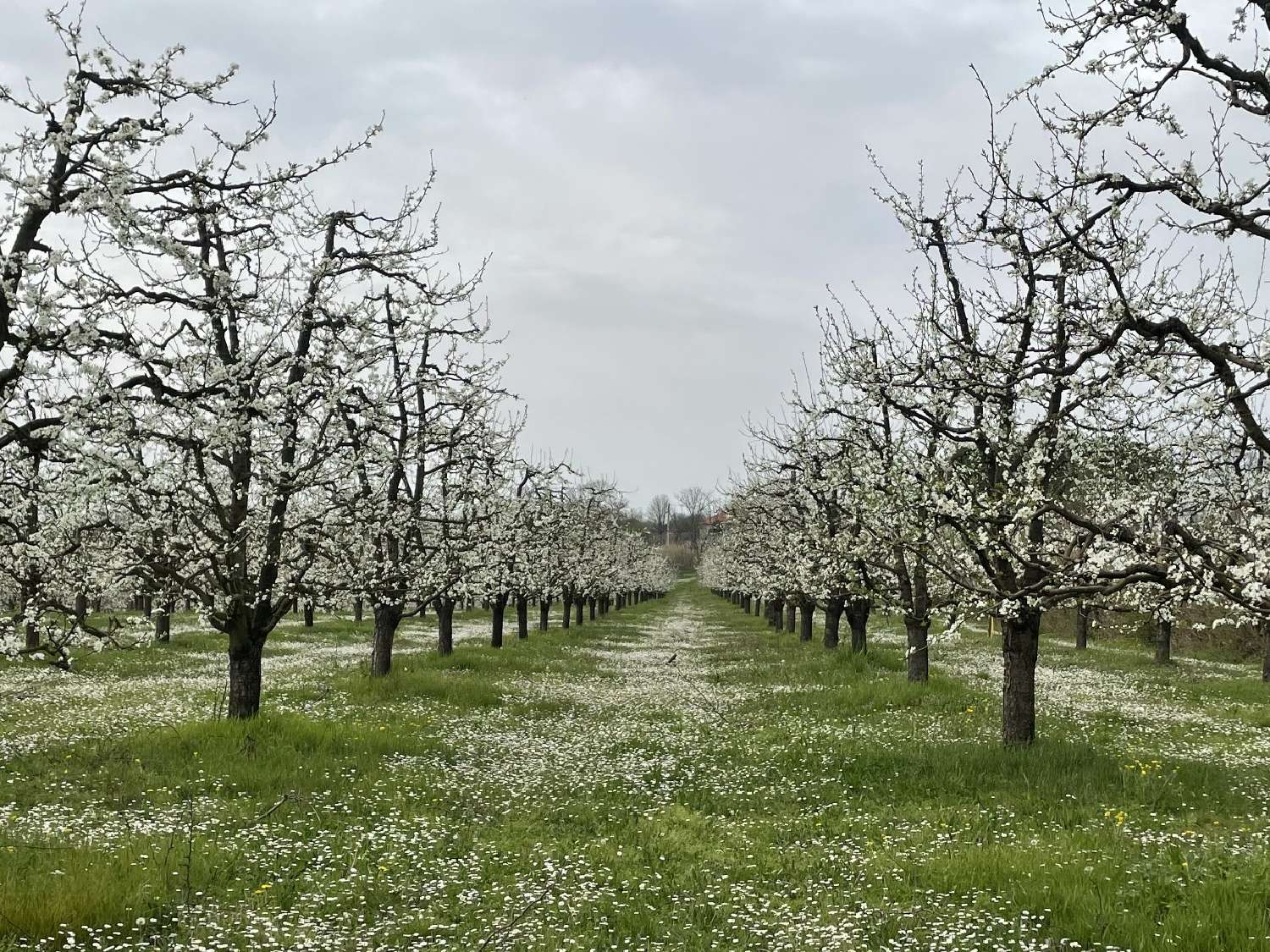  à vendre propriété Mirabel Tarn-et-Garonne 2