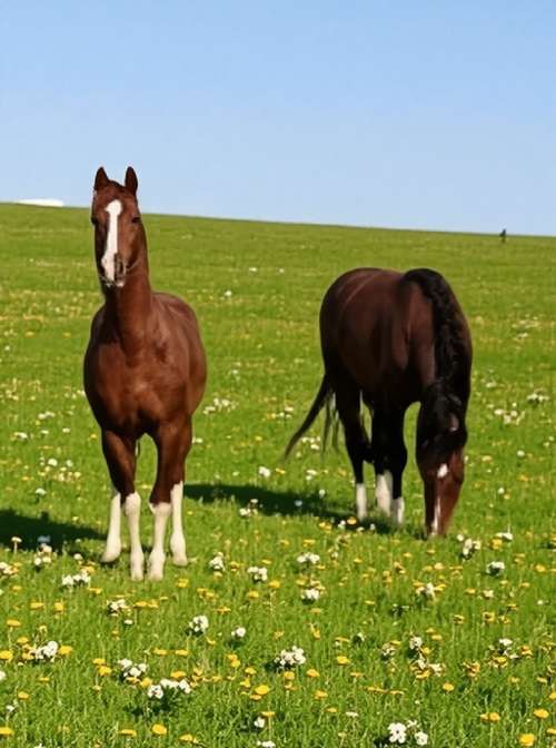 Charmes Vogezen boerderij foto 7238060