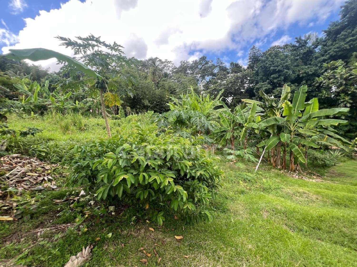  te koop huis Le Lamentin Martinique 2