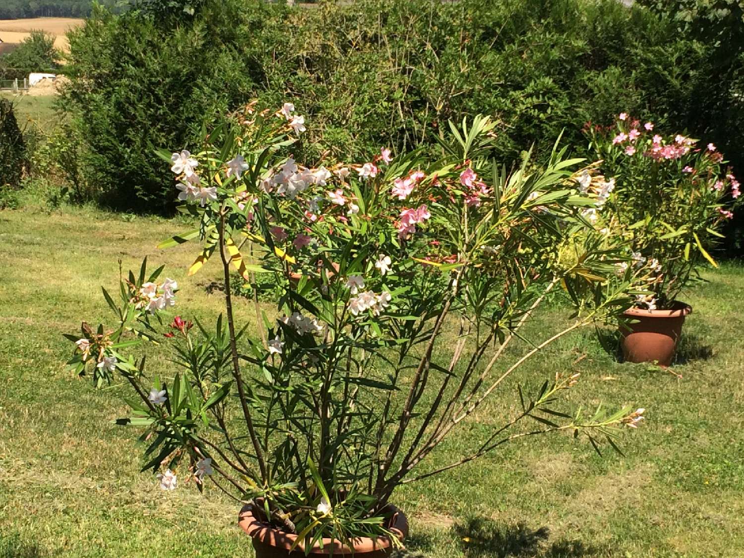  te koop huis Thoiry Yvelines 7