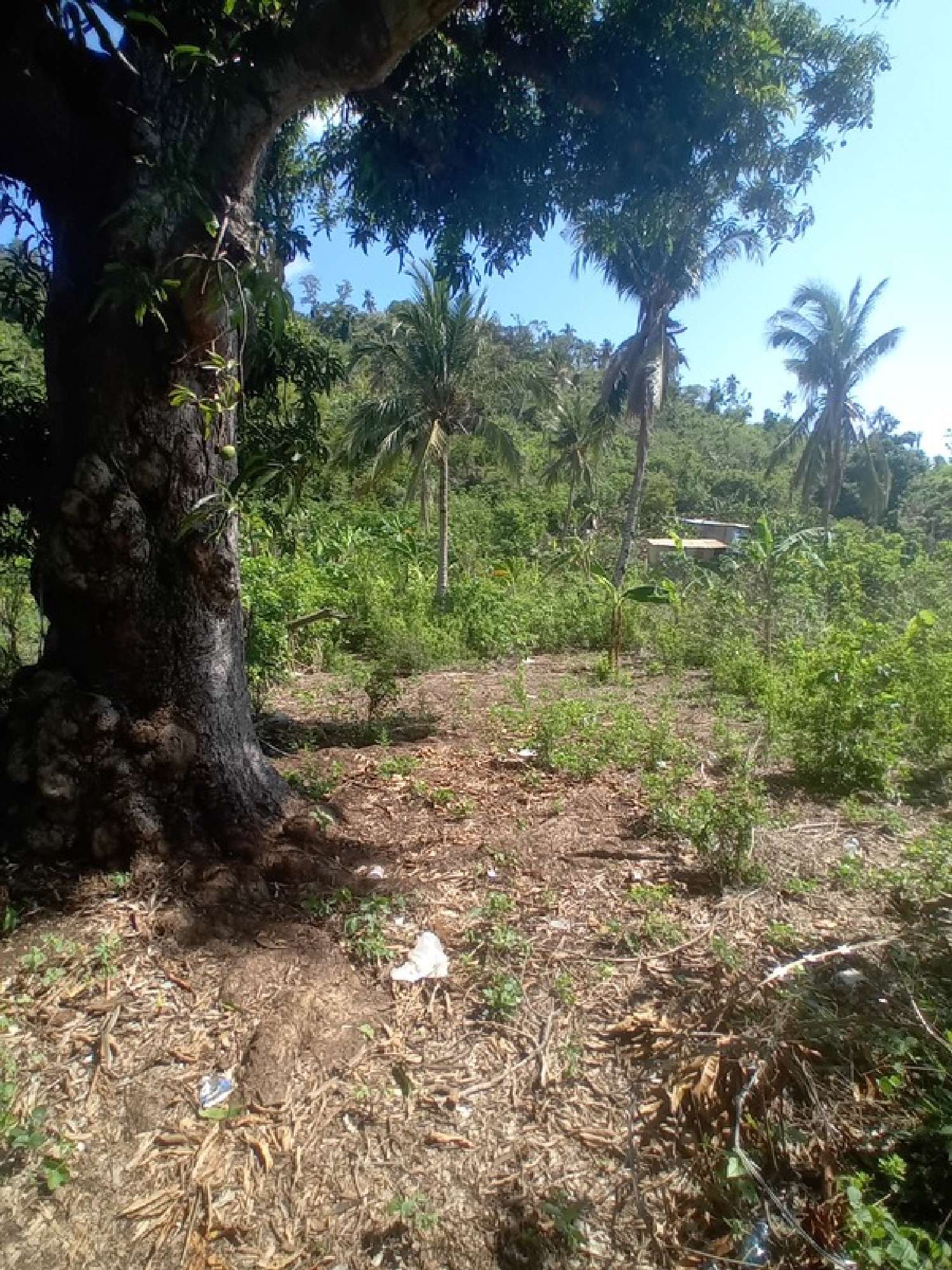  te koop terrein Chirongui Mayotte 5