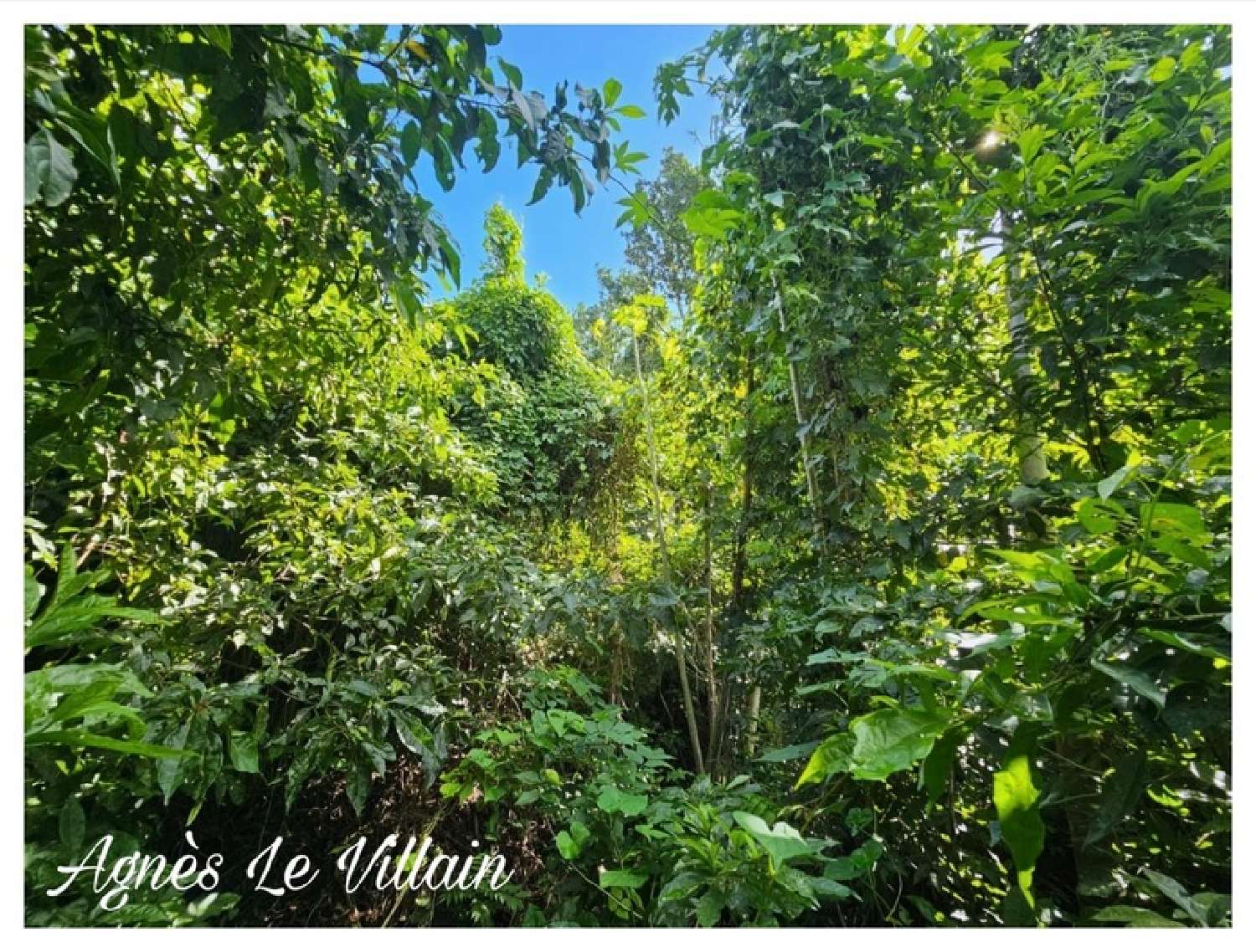  te koop terrein Pointe-Noire Guadeloupe 6