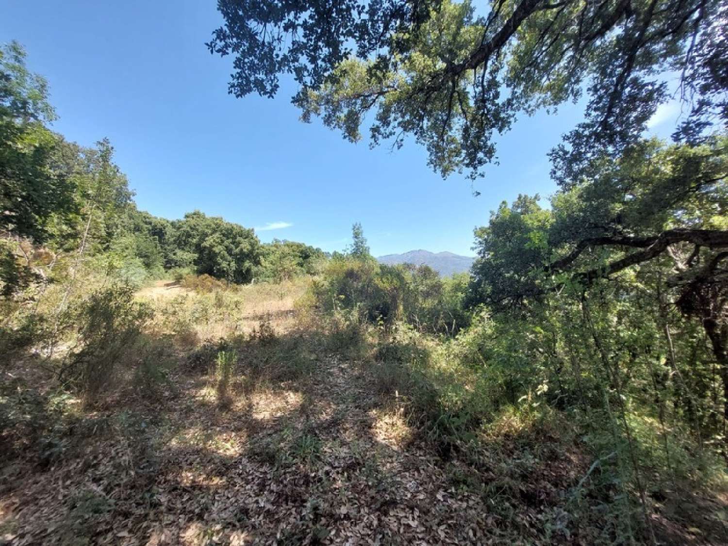  kaufen Grundstück Riventosa Haute-Corse 1