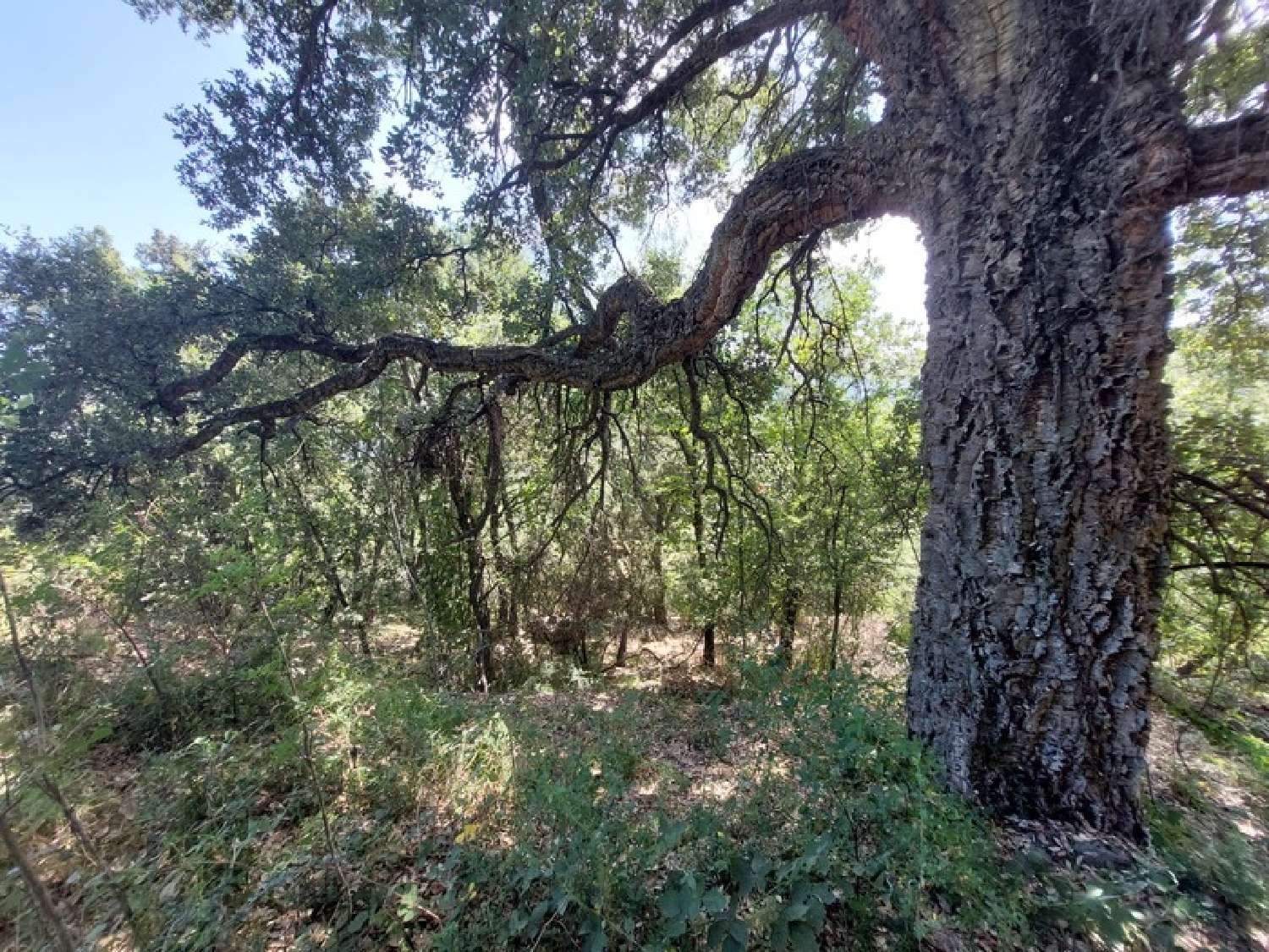  kaufen Grundstück Riventosa Haute-Corse 4