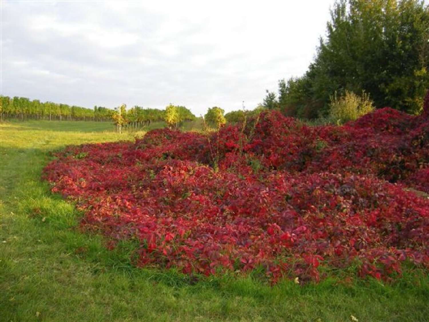  te koop terrein Vayres Gironde 1