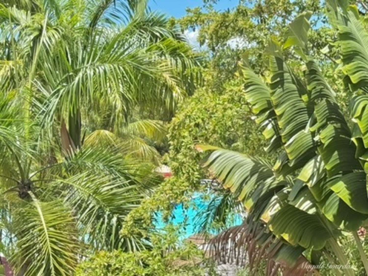 kaufen Wohnung/ Apartment Sainte-Anne Guadeloupe 2