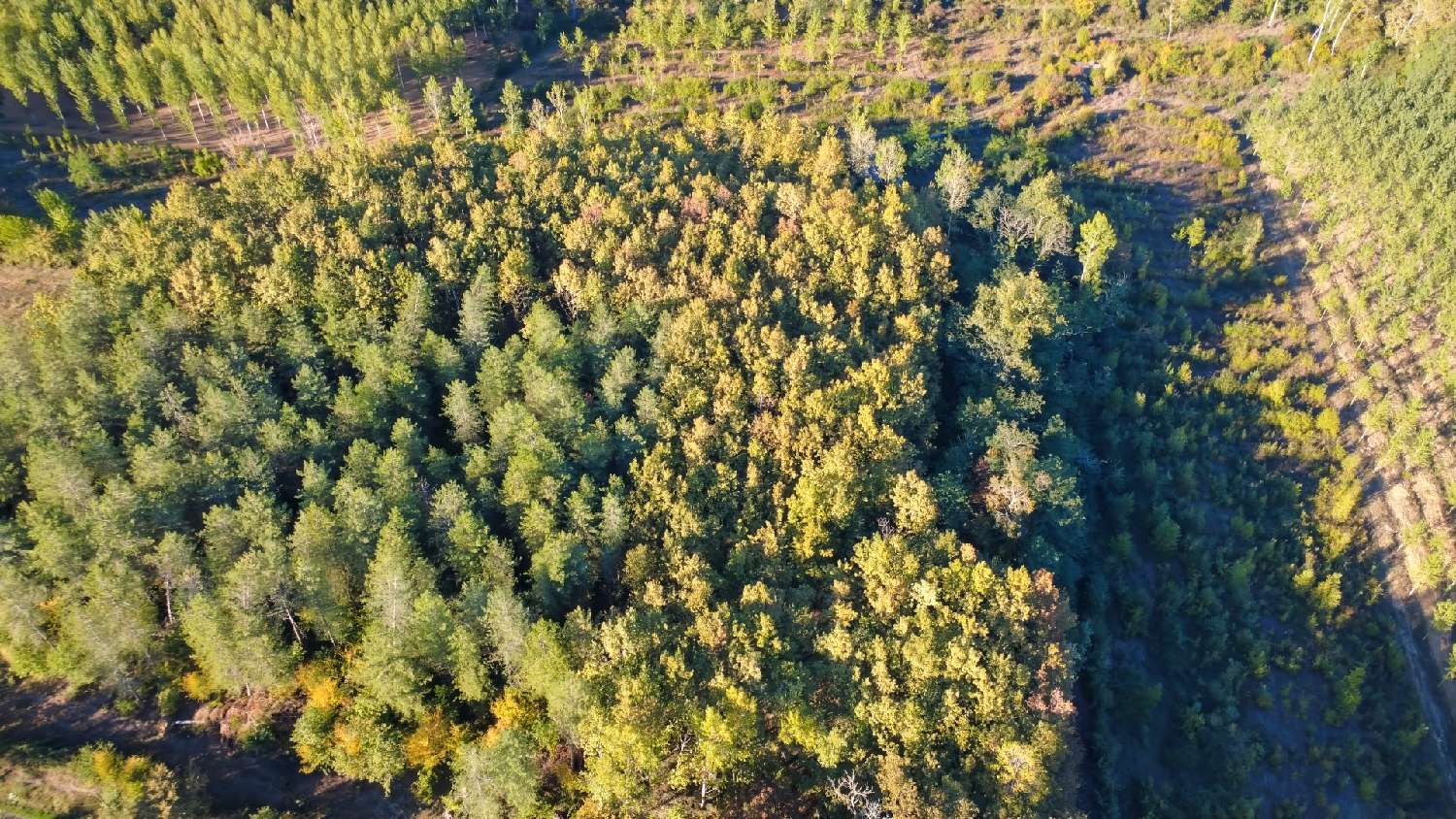  kaufen Landgut Parleboscq Landes 1