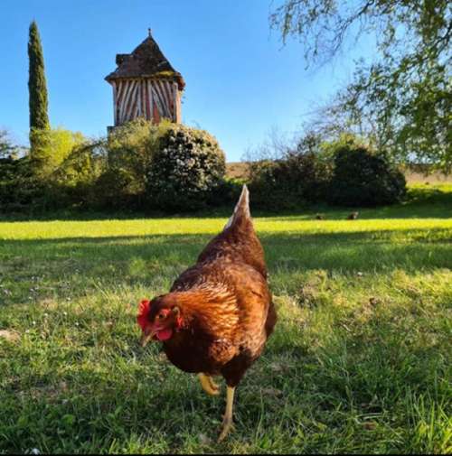 Pinel-Hauterive Lot-et-Garonne finca rústica foto 7426598