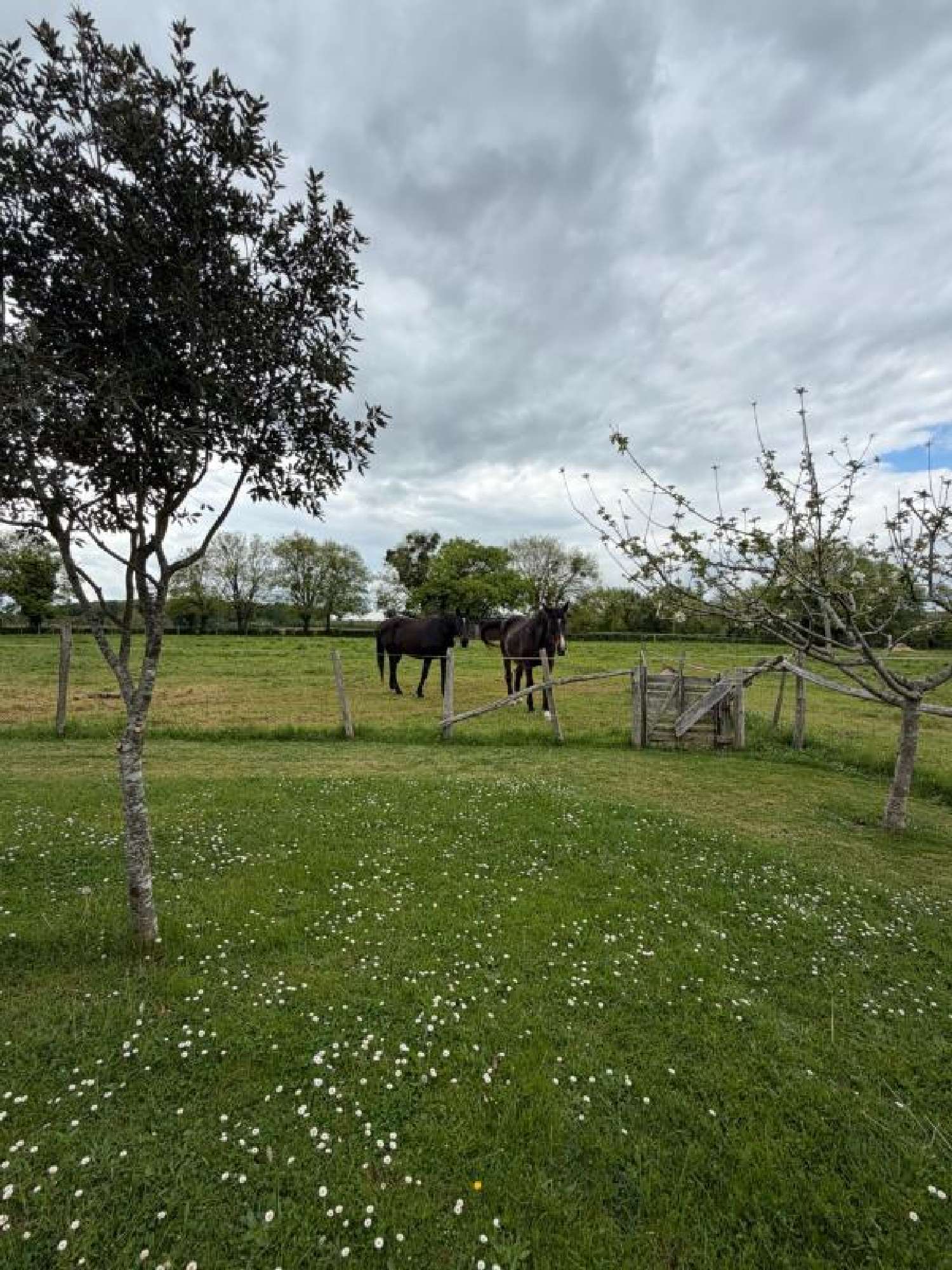  for sale house Cellefrouin Charente 3