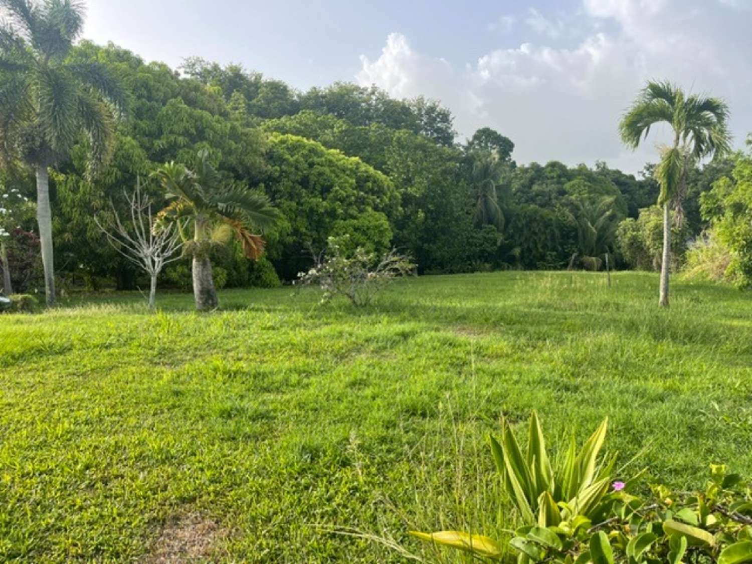  for sale house Goyave Guadeloupe 2