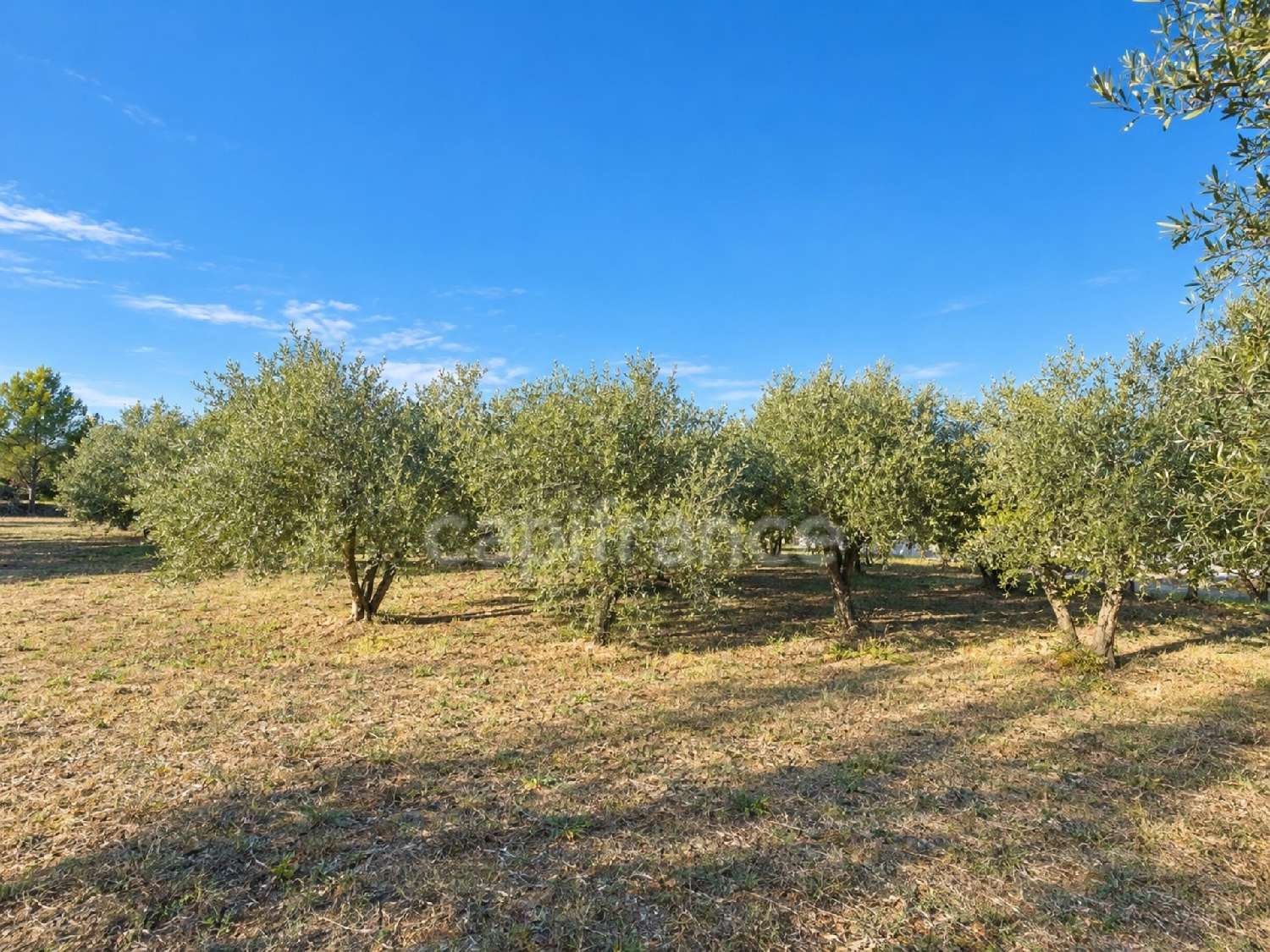 à vendre maison Vézénobres Gard 3
