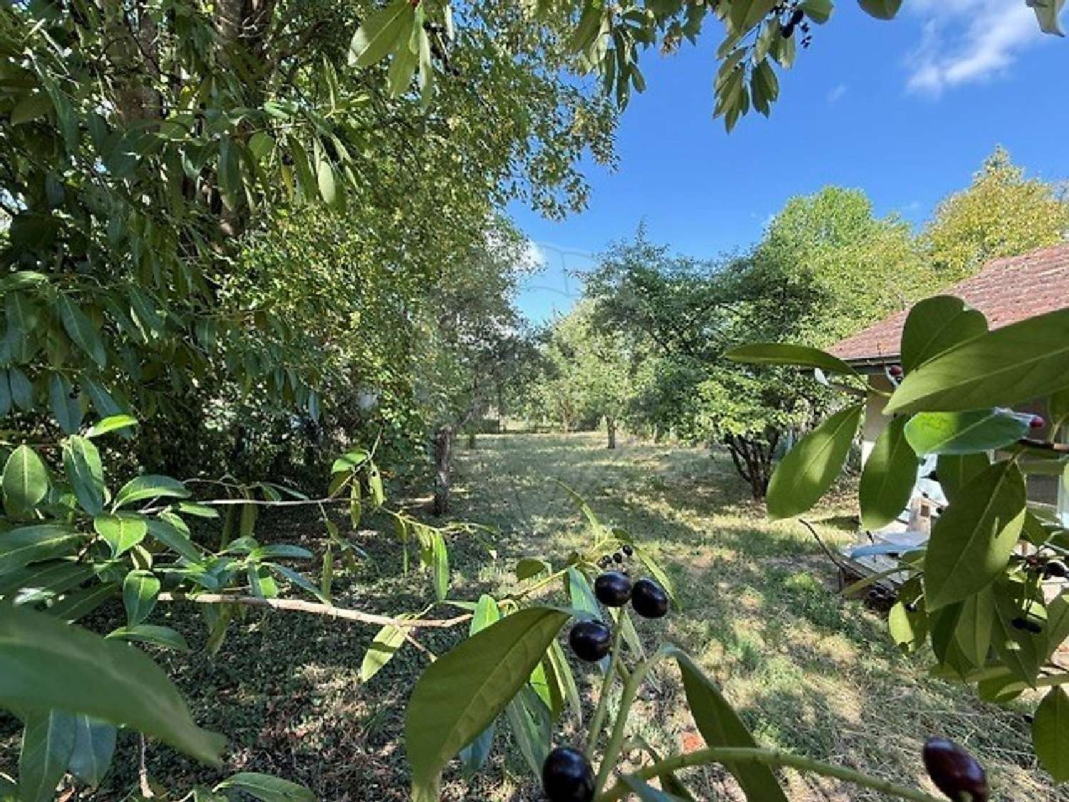 à vendre terrain Clérey Aube 3