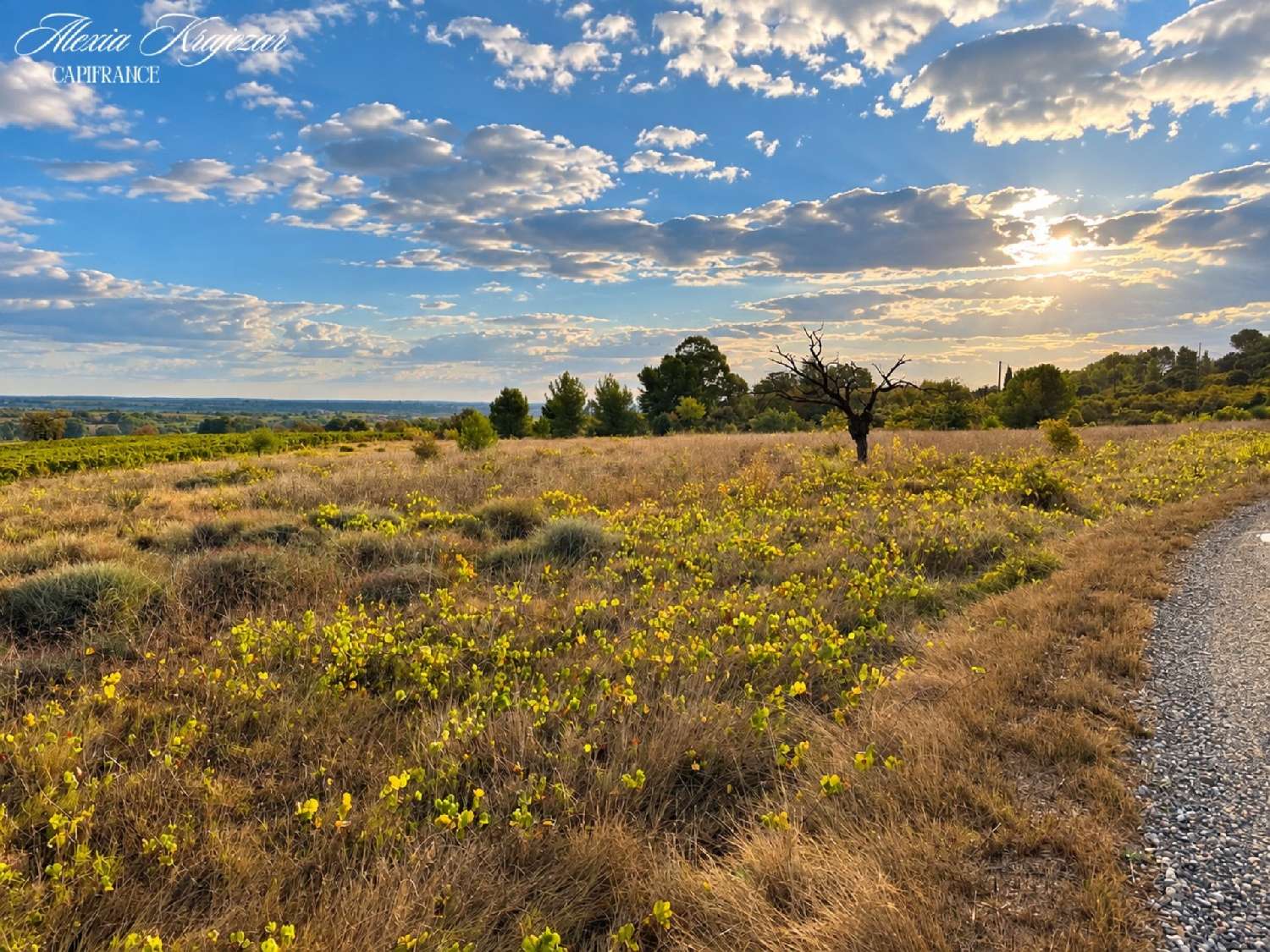 for sale terrain Corneilhan Hérault 1
