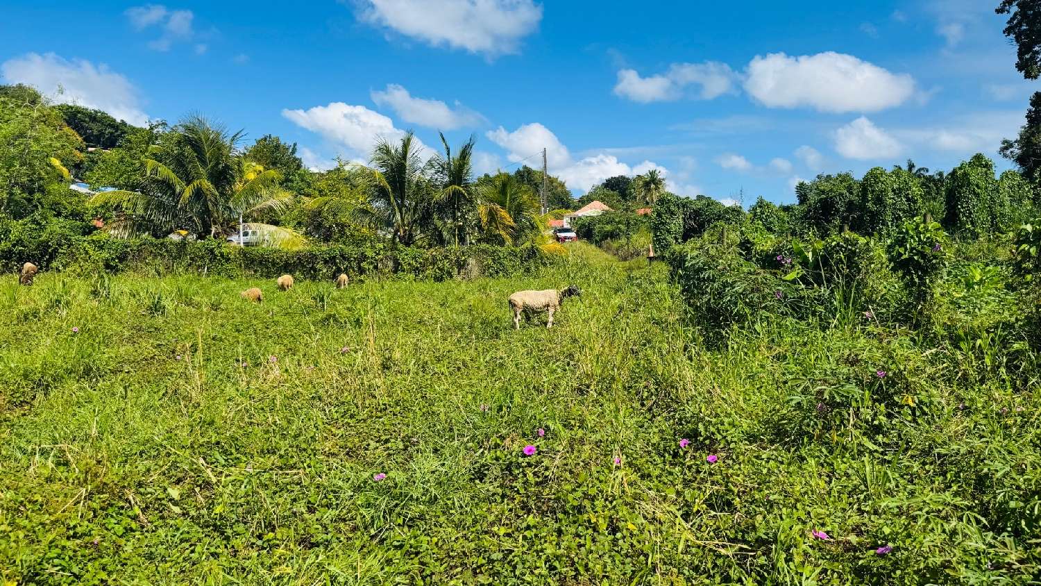kaufen Grundstück Ducos Martinique 1