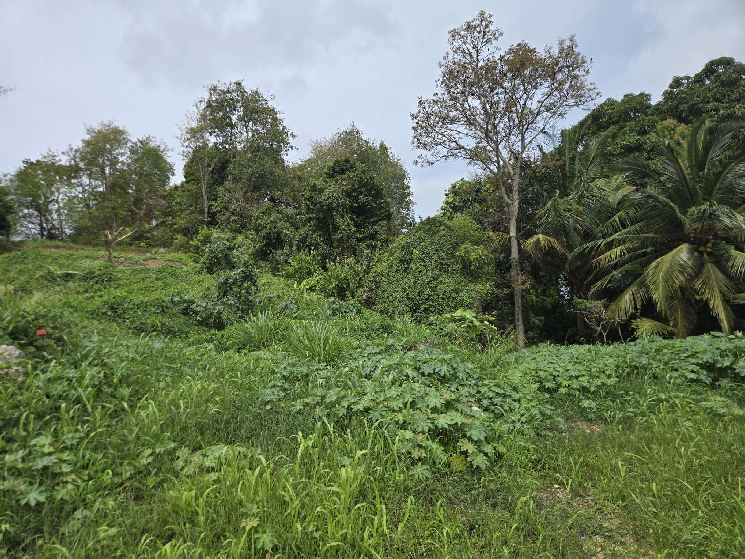 à vendre terrain Les Abymes Guadeloupe 1