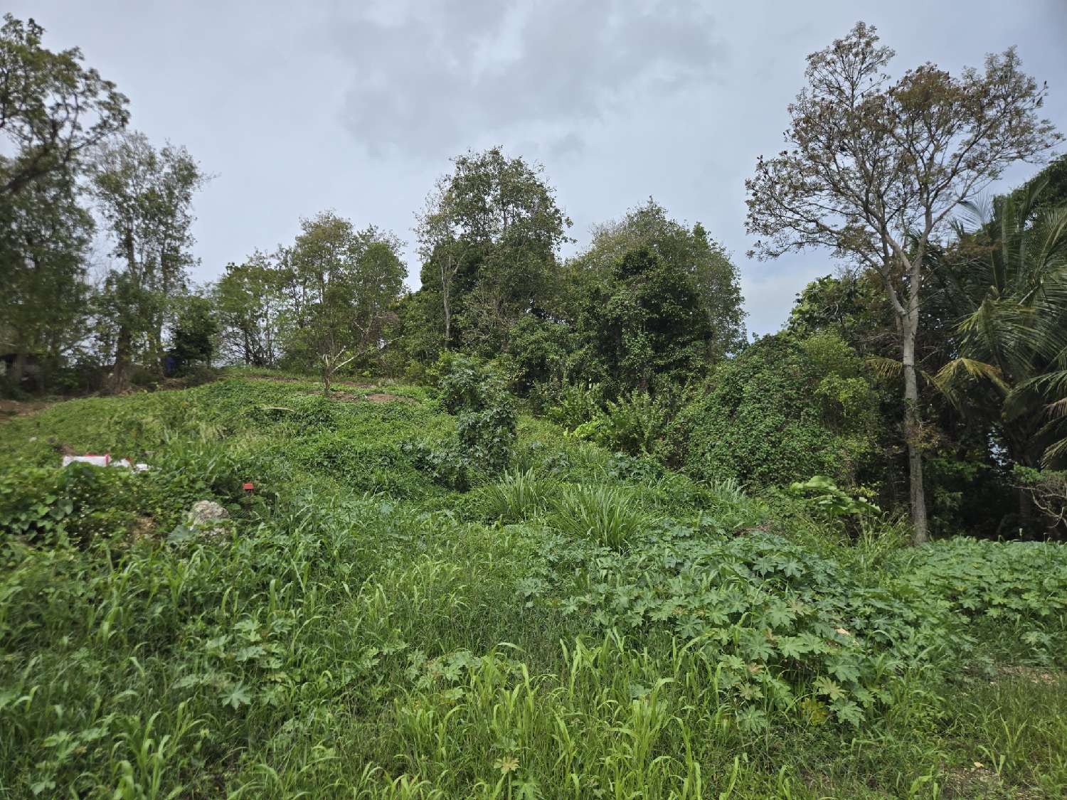 à vendre terrain Les Abymes Guadeloupe 3