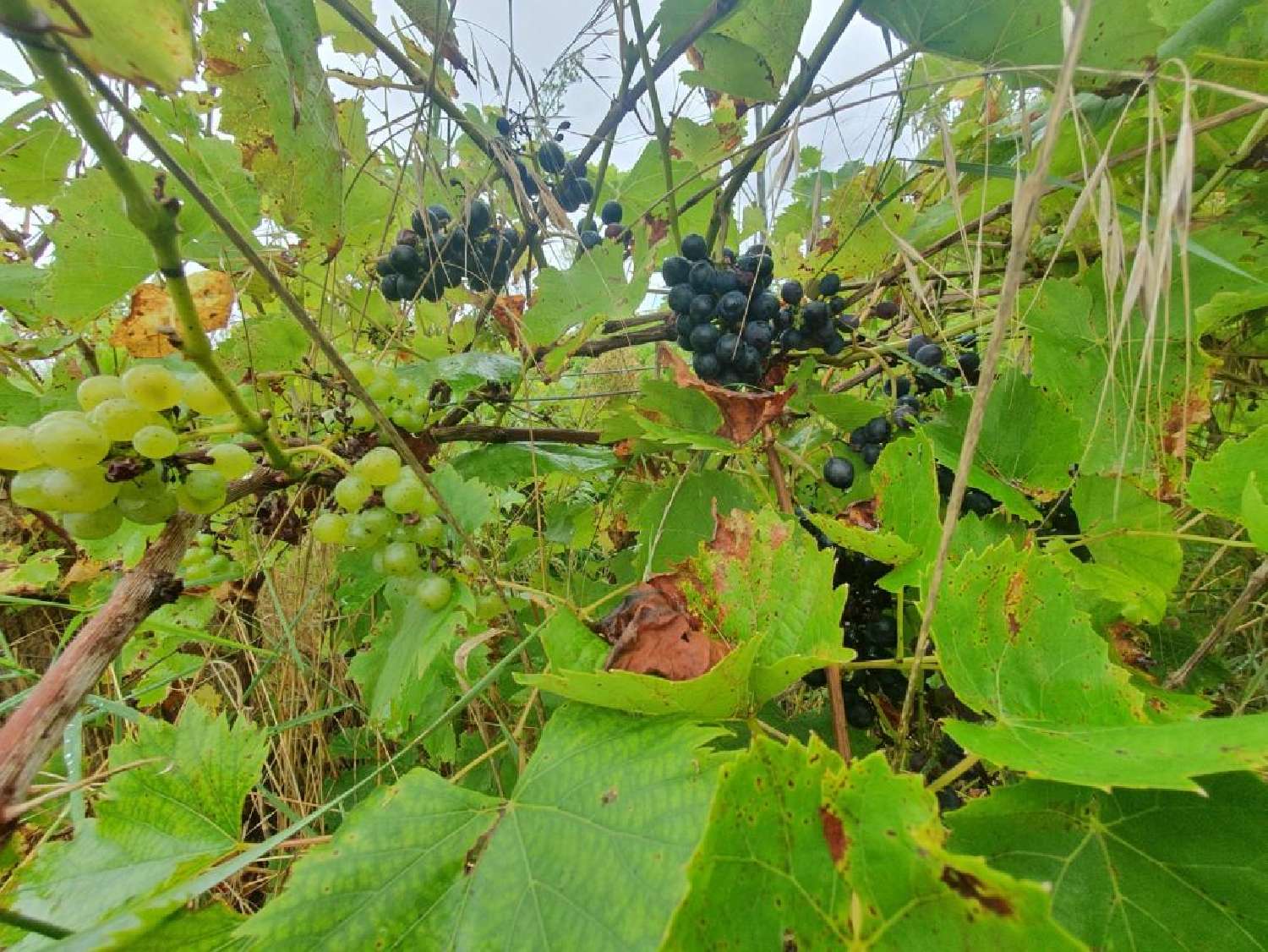  en venta terreno Les Ormes Vienne 2