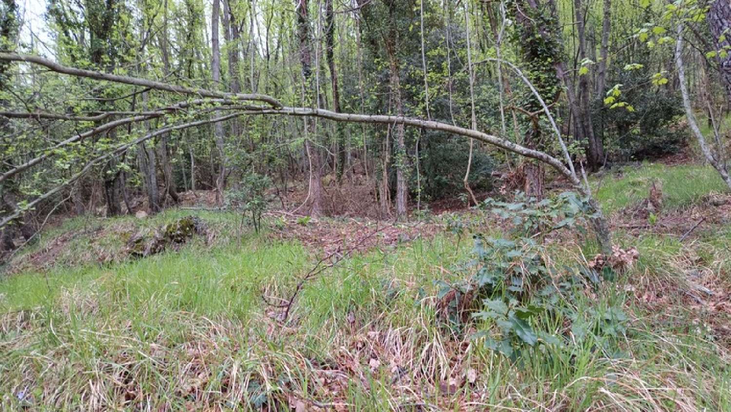 for sale terrain Peille Alpes-Maritimes 3