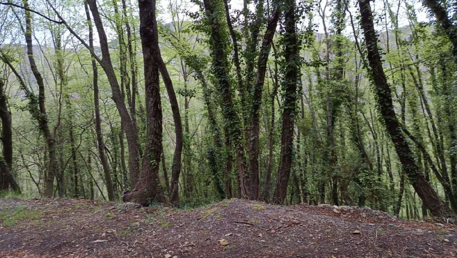 for sale terrain Peille Alpes-Maritimes 4