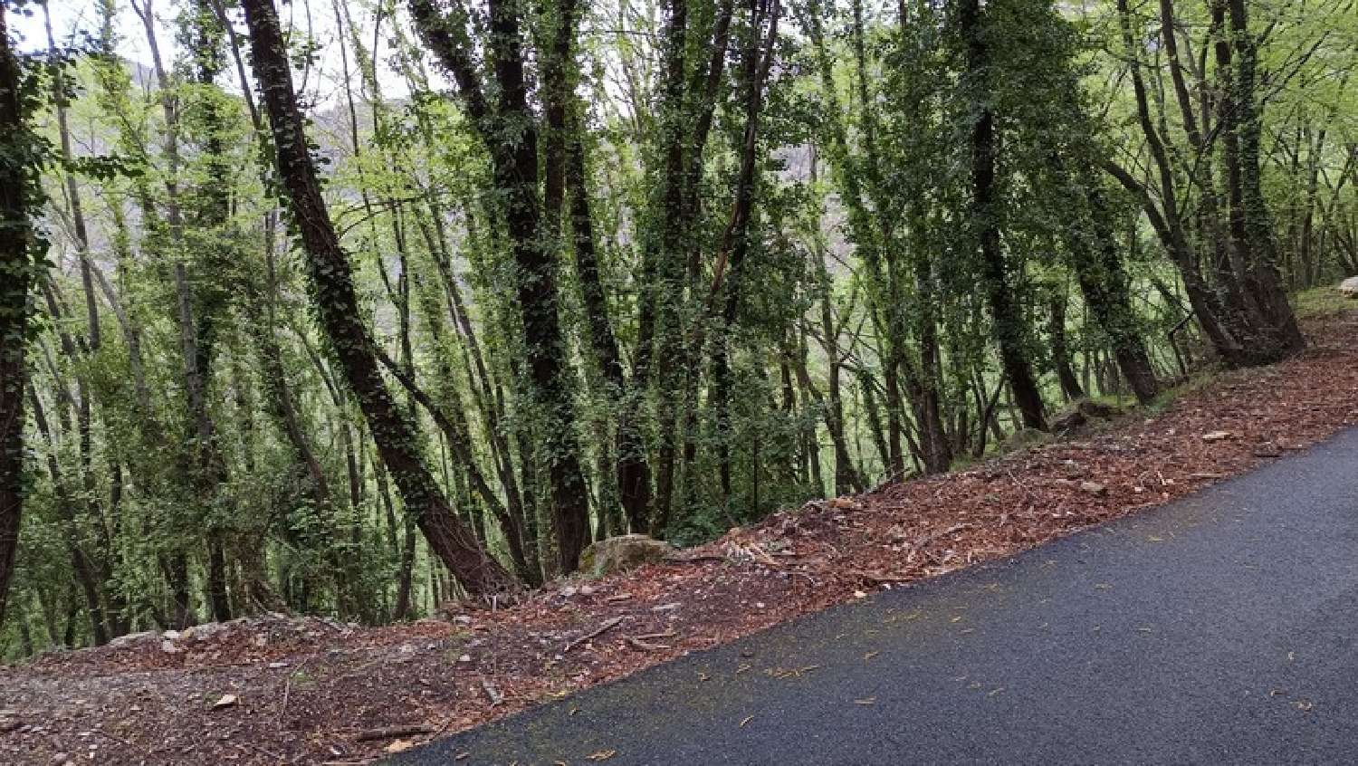 for sale terrain Peille Alpes-Maritimes 5