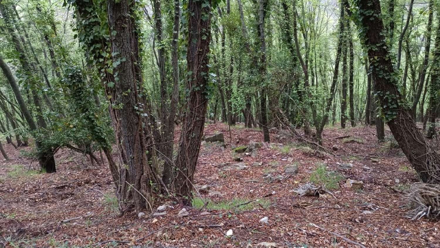 for sale terrain Peille Alpes-Maritimes 6