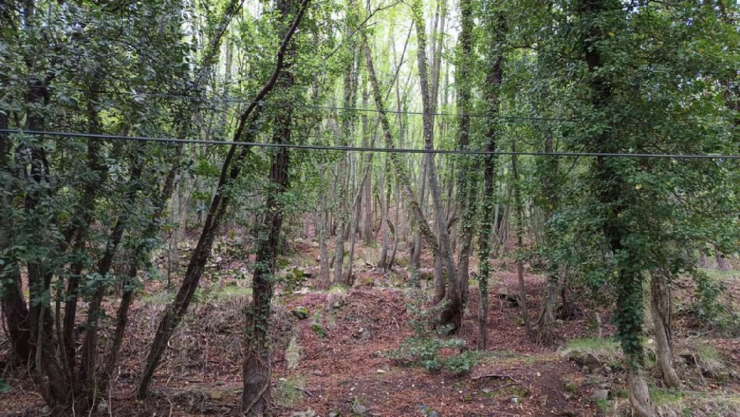 for sale terrain Peille Alpes-Maritimes 8