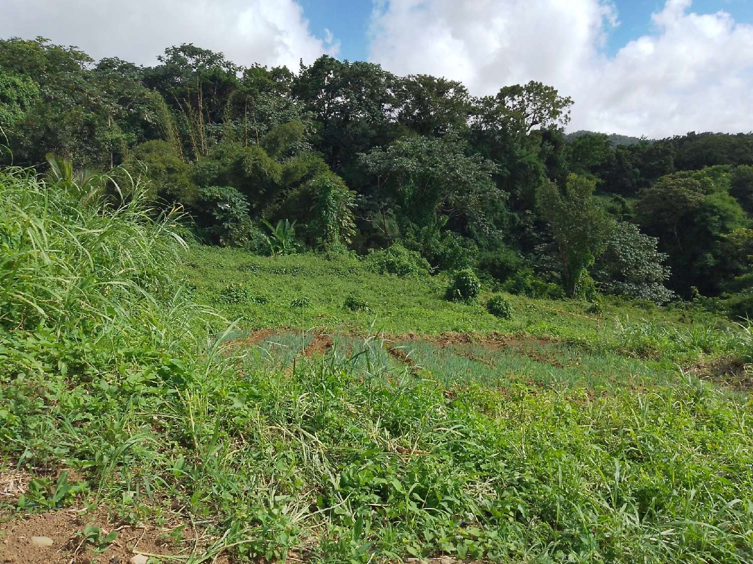 kaufen Grundstück Saint-Claude Guadeloupe 1