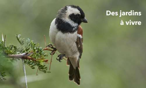 Champigny-sur-Marne Val-de-Marne appartement foto 7260019