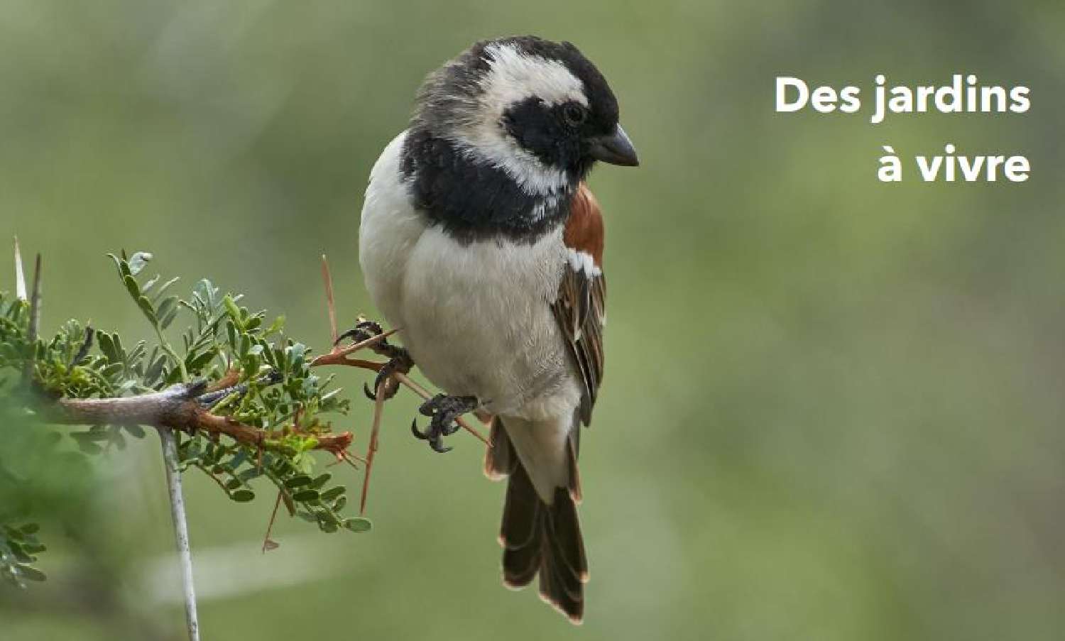  kaufen Wohnung/ Apartment Le Plessis-Robinson Hauts-de-Seine 4