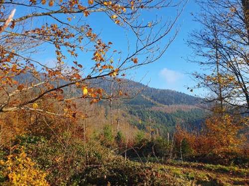 Obernai Bas-Rhin Wohnung/ Apartment Bild 7262768