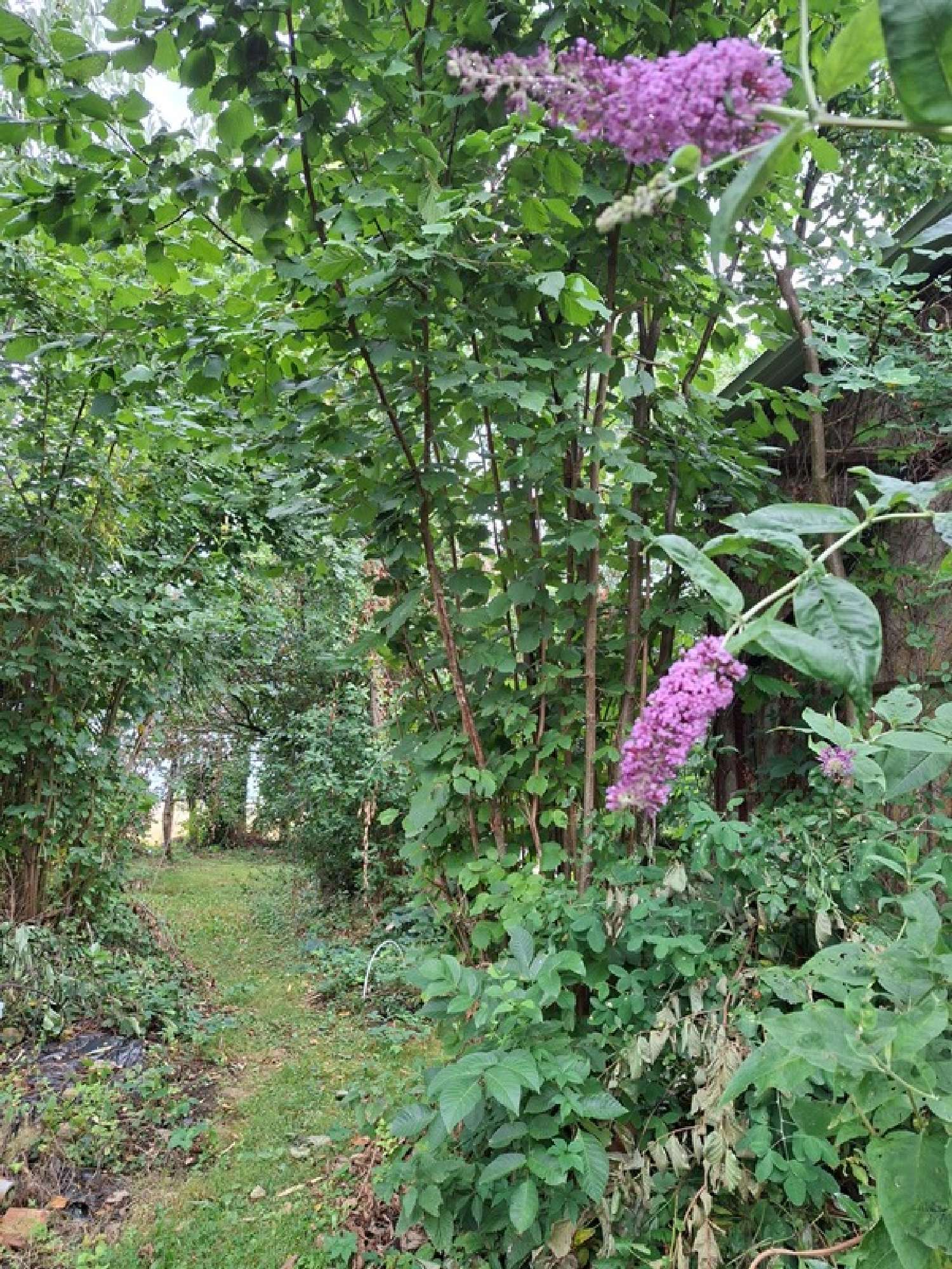 for sale estate Marolles-les-Braults Sarthe 6