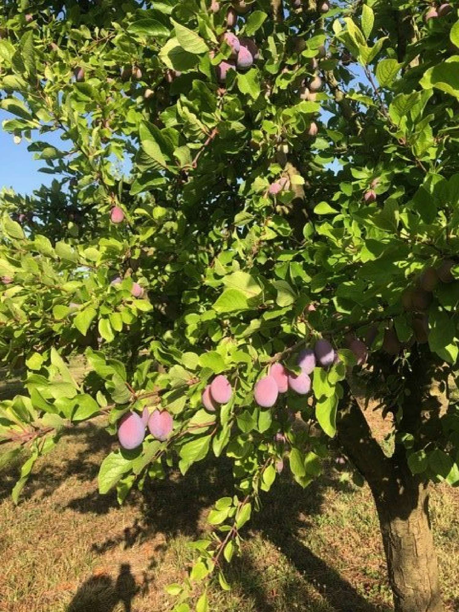  kaufen Landgut Mirabel Tarn-et-Garonne 4