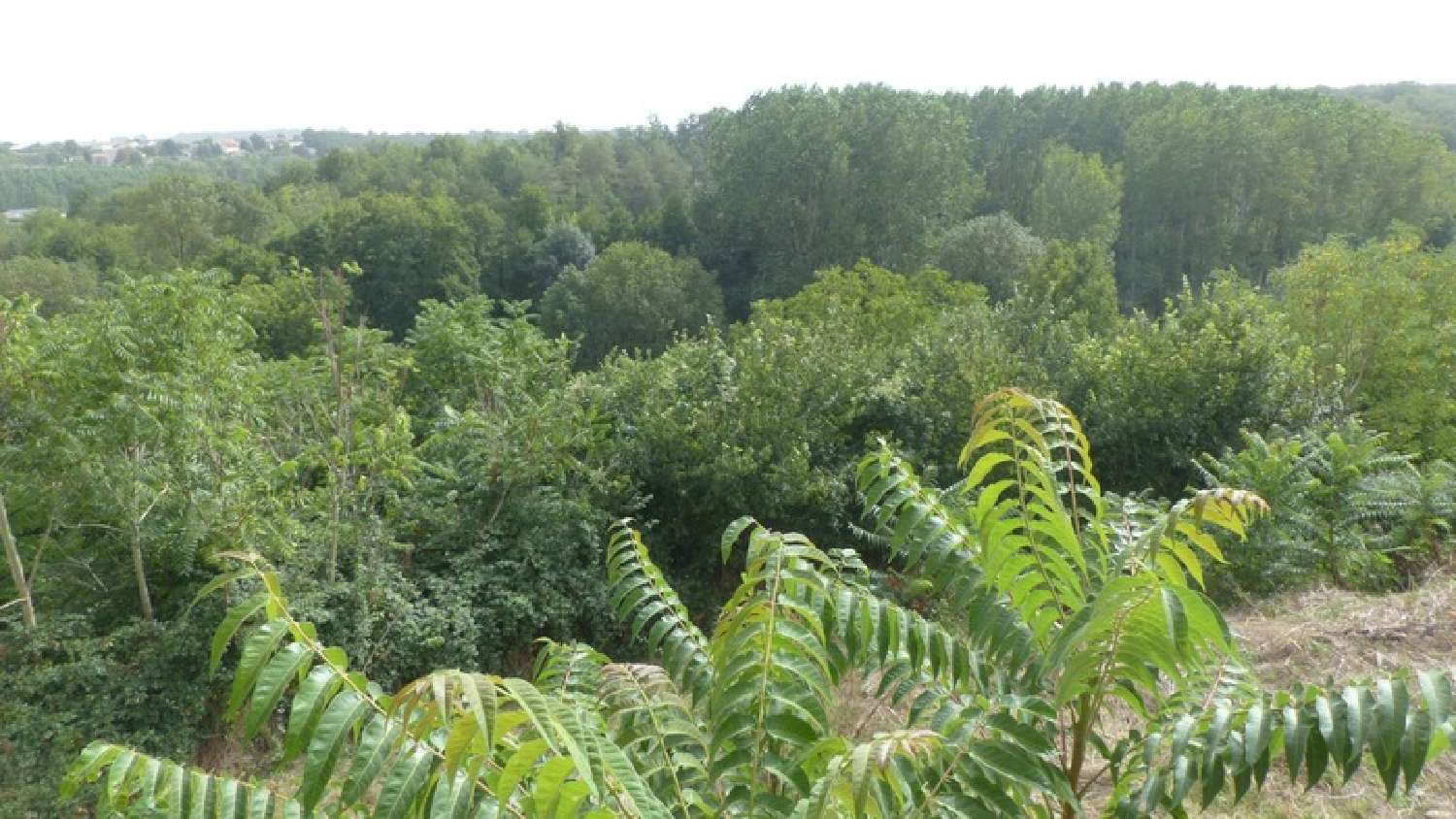 te koop boerderij Availles-Thouarsais Deux-Sèvres 1