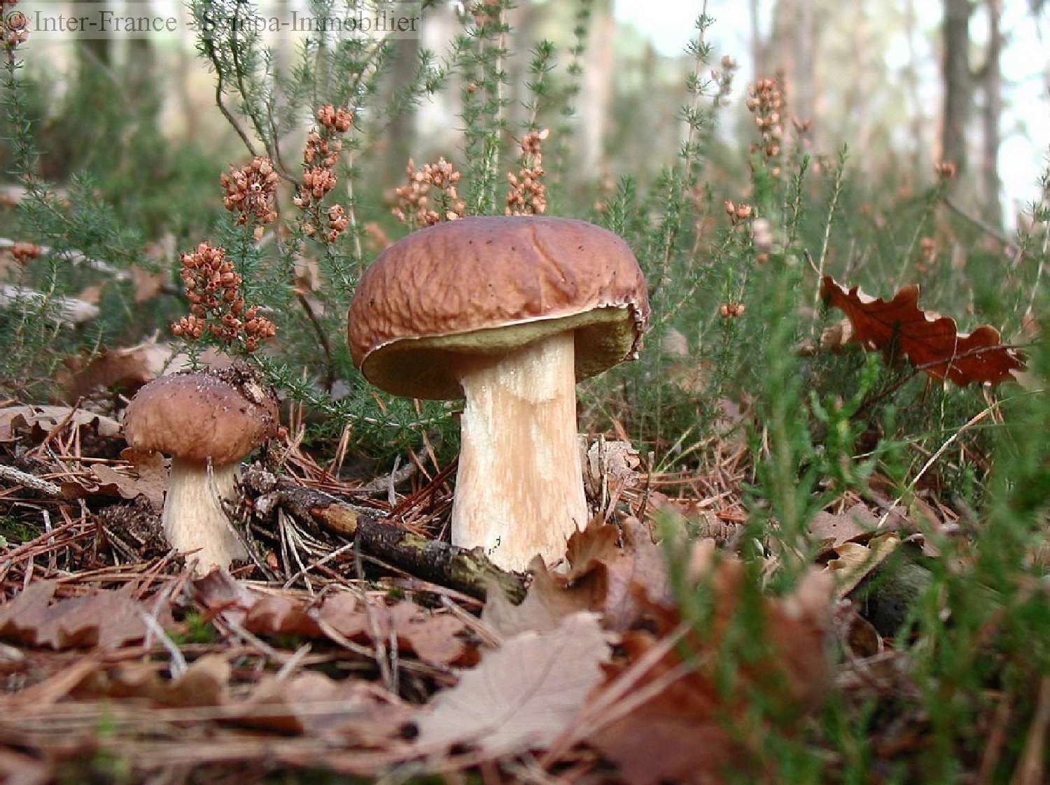  en venta casa Campes Tarn 5