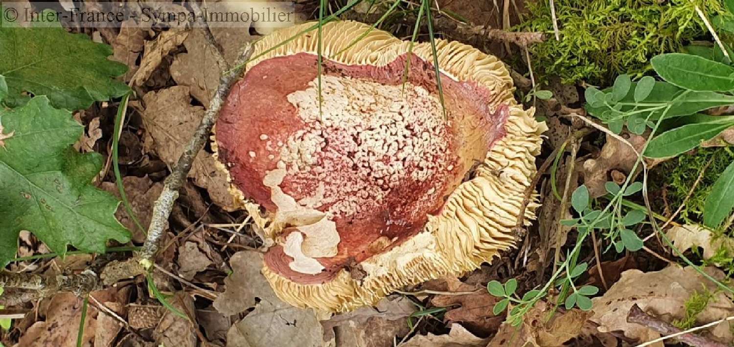  en venta casa Campes Tarn 8