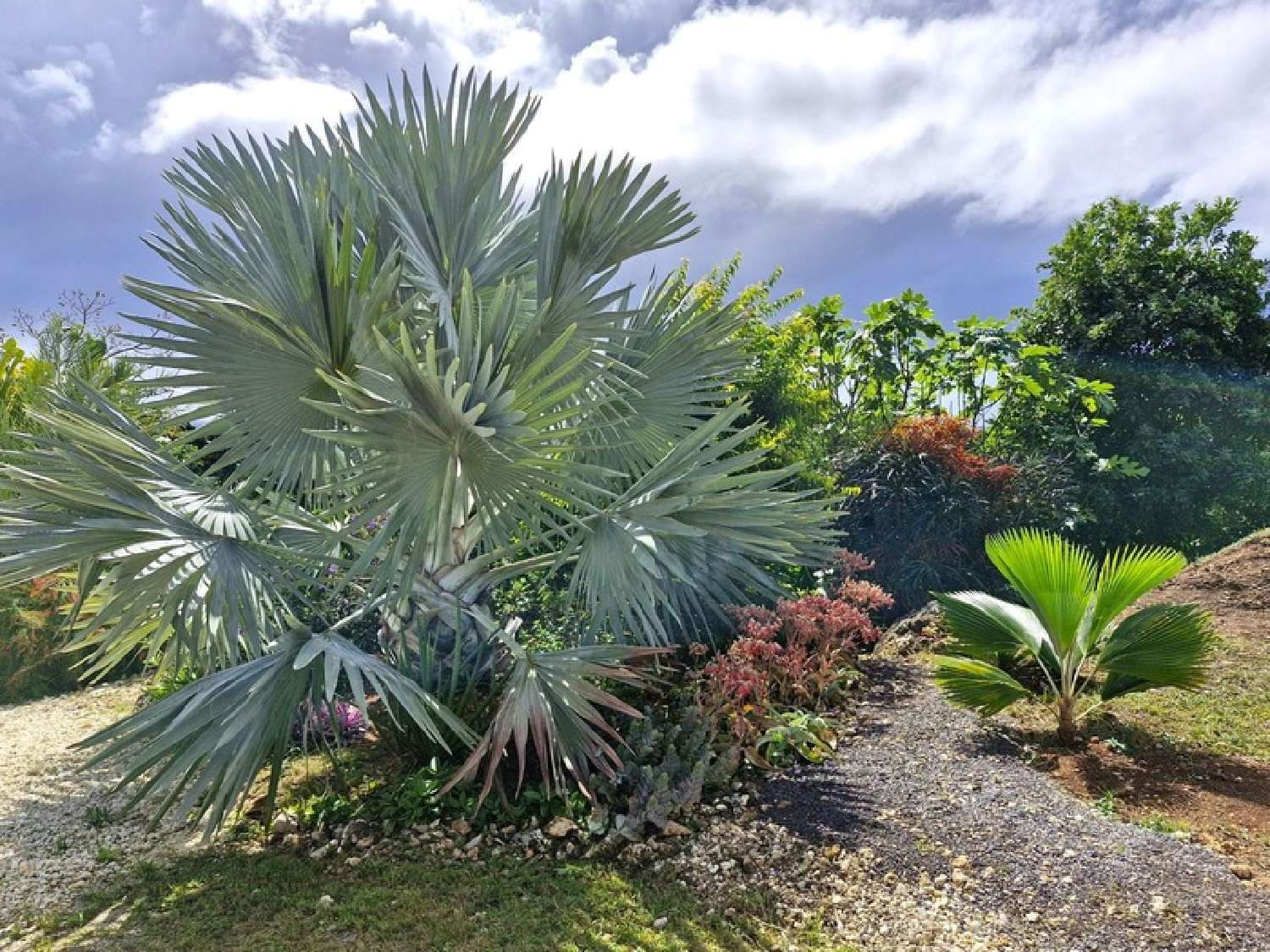 te koop huis Grand-Bourg Guadeloupe 1