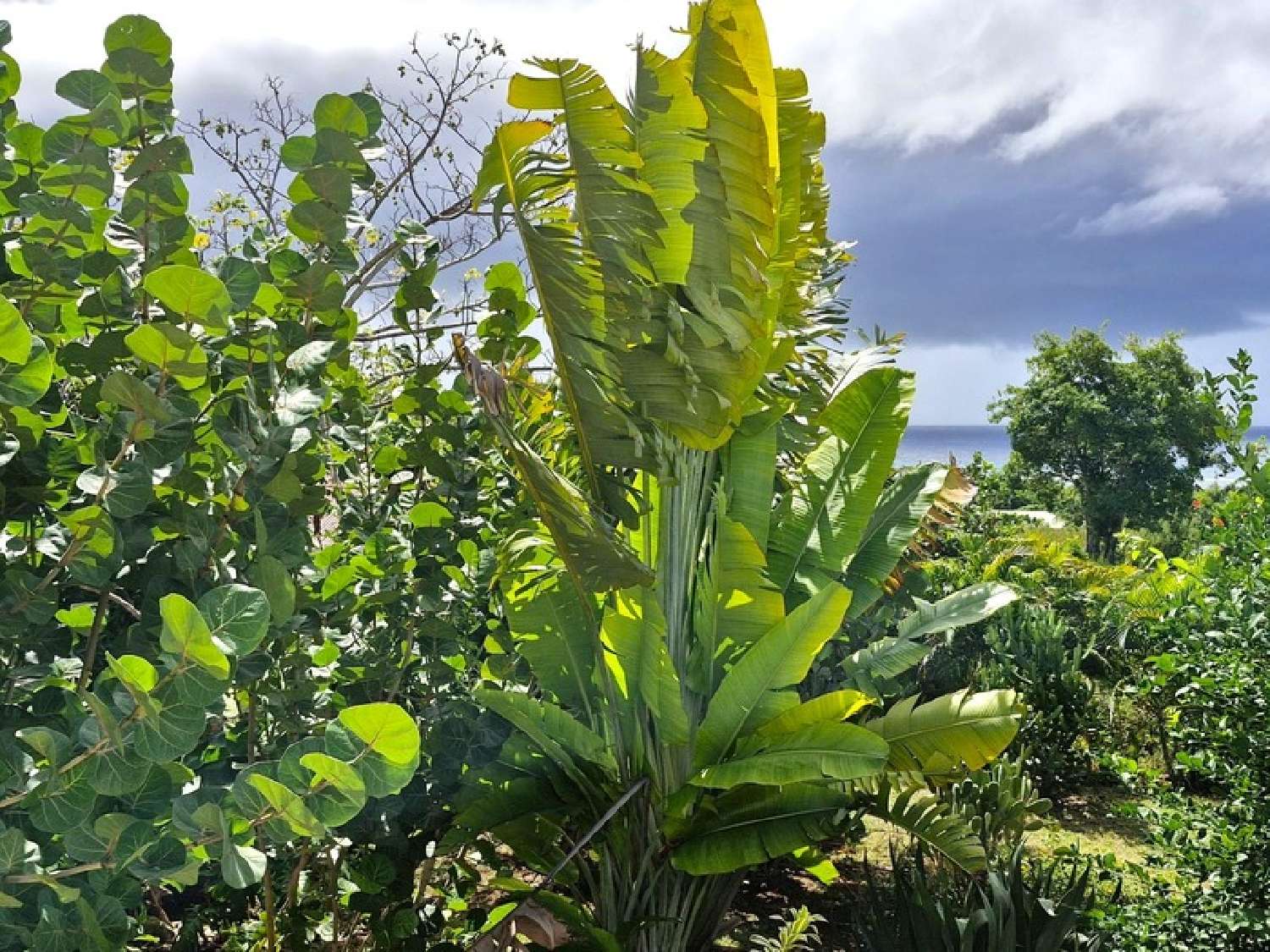 te koop huis Grand-Bourg Guadeloupe 3