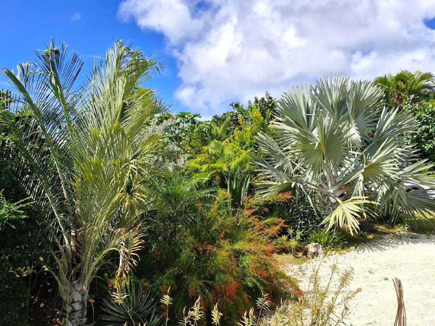 te koop huis Grand-Bourg Guadeloupe 8