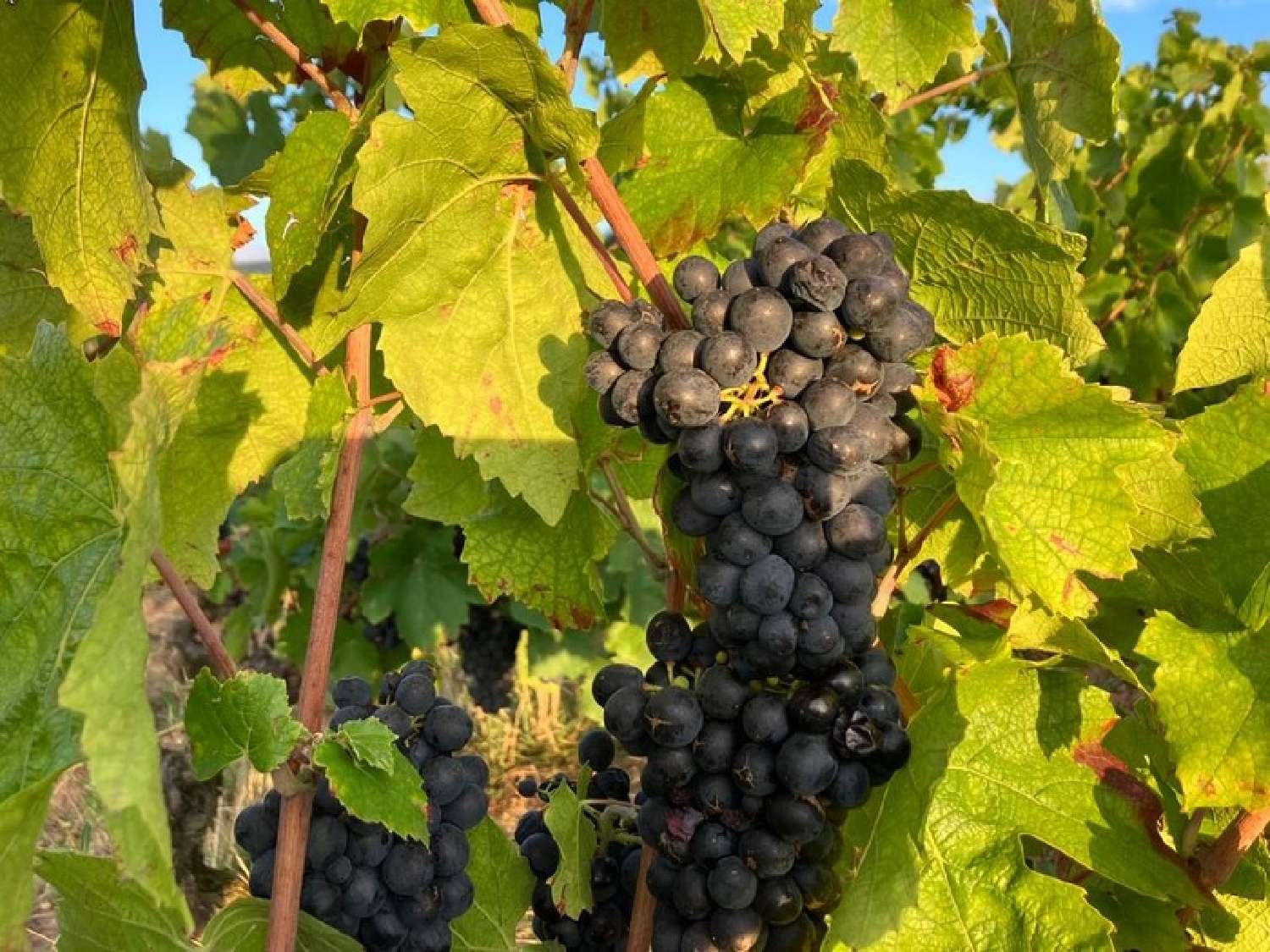  te koop huis Juliénas Rhône 1