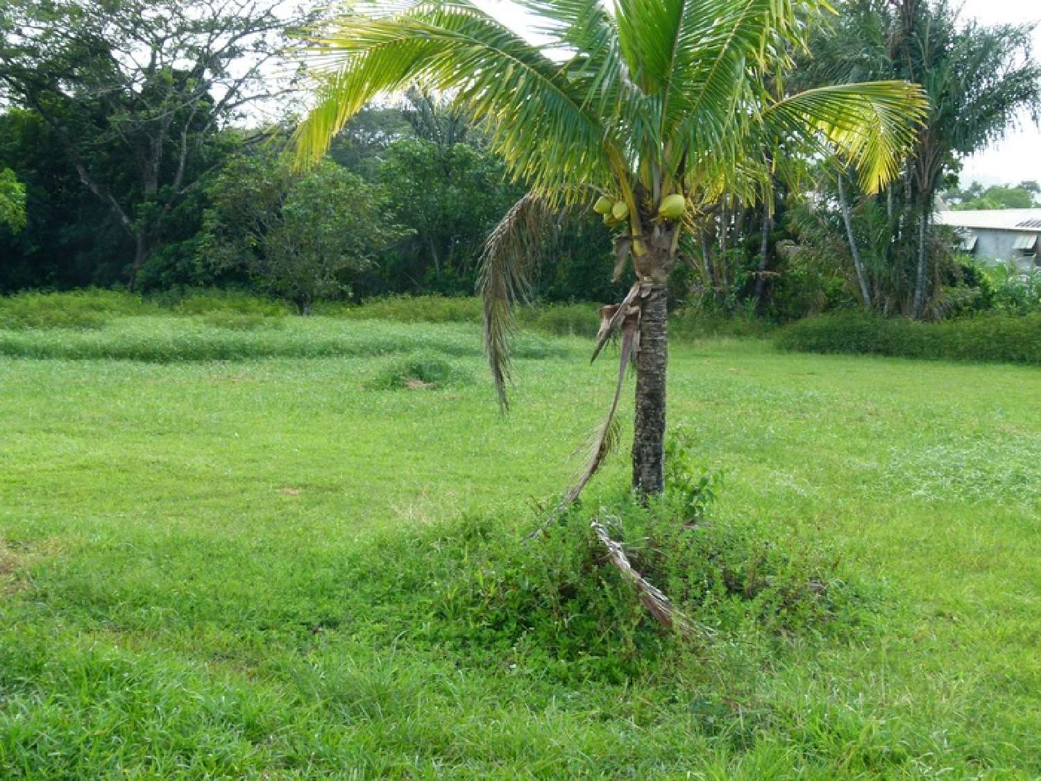 à vendre maison Matoury Guyane 1