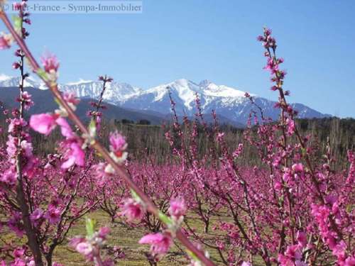 Perpignan Pyrénées-Orientales huis foto