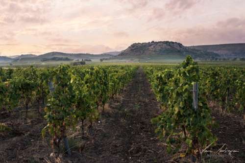 Roquessels Hérault casa foto 7270017