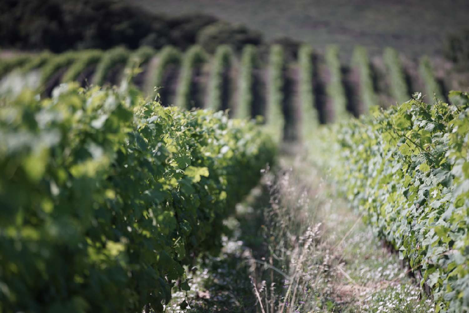  en venta casa Roquessels Hérault 5