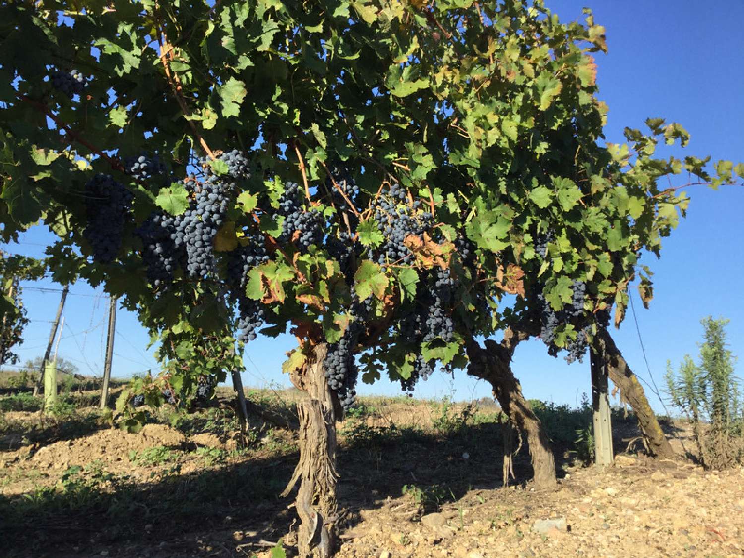  en venta casa Roquessels Hérault 6